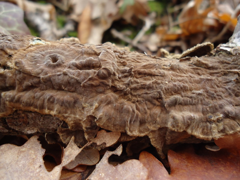 Steracea .... forse (Porostereum spadiceum)